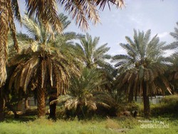 Kebun Kurma Madinah, Bak Oase di Tengah Gurun Gersang