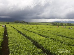 Kebun Teh Instagenic dari Jambi