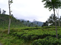 Kebun Teh Medini, Cantiknya Saingi Kebun Teh Puncak