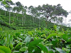 Kebun Teh Tritis, Alternatif Wisata di Yogyakarta
