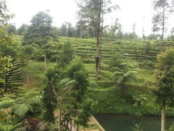 Kebun Teh yang Sejuk Buat Wisata Keluarga di Jateng