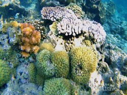 Kecantikan Bawah Laut Pulau Tunda