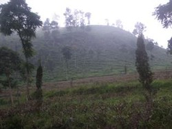 Kecantikan Tersembunyi di Lereng Gunung Ungaran