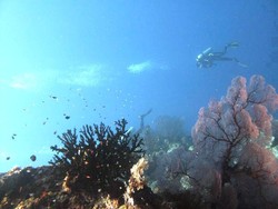 Keindahan Bawah Laut nan Sempurna di Pulau Menjangan, Bali