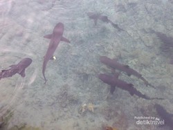 Keindahan Karimunjawa yang Tak Ada Habisnya