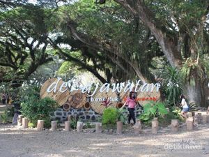 Kembaran Hutan Lord of The Rings di Ujung Pulau Jawa