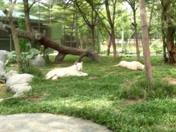 Kenalan Lebih Dekat dengan Singa Putih Asli Afrika