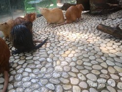 Kenalkan Ini Nutria, Hewan Pengerat Imut di Batu Secret Zoo