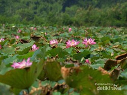 Keren! Ada Danau Berisi Teratai Raksasa di Flores