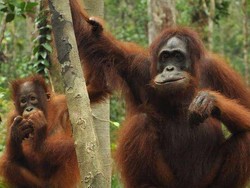 Kesempurnaan Kalimantan di Taman Nasional Tanjung Puting