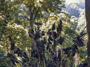 Ketemu Pohon Sepatu di Curug Lawe, Semarang
