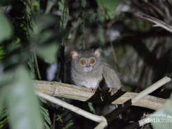 Ketemu Tarsius di Taman Nasional Lore Lindu
