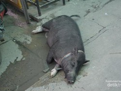 Ketika Babi Tidur Pulas di Jalanan Bangkok