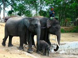 Ketika Gajah Jadi Pendamping Pengantin
