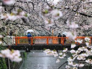 Ketika Salju Menyelimuti Bunga Sakura di Tokyo