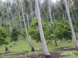 Kisah Cengkeh & Sejarah Pelabuhan Bebas di Sabang