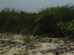 Kisah Pilu Si Cantik Pulau Menjangan Bali