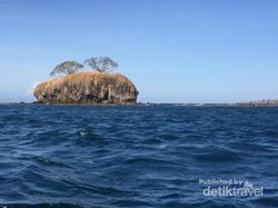 Kisah Pulau di Bima yang Dihuni Ratusan Ular Berbisa