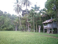 Krui, Keindahan di Balik Rimbunnya Hutan Lampung Barat