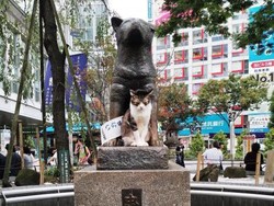 Kucing Juga Ngefans Patung Hachiko