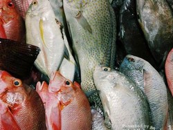 Kupang, Seafood dan Alam NTT yang Luar Biasa
