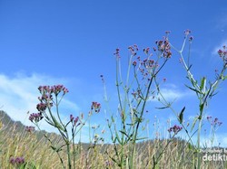 Lavender Cantik di Gunung Para Dewa, Semeru