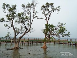 Layaknya Kekasih, Ini Pohon Paling Romantis