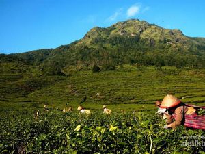 Lebih Dekat dengan Pemetik Teh Gunung Ungaran