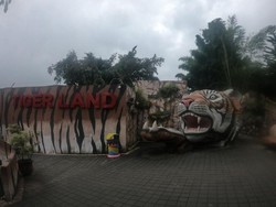 Lebih Dekat dengan Sang Raja Hutan di Batu Secret Zoo