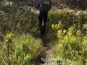 Lelah Dibayar Tuntas di Puncak Gunung Arjuno