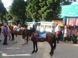 Libur Akhir Pekan di Bandung, Ayo ke Weekend Market Lembang