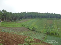 Libur Akhir Tahun ke Puncak Bintang, Bandung Saja!