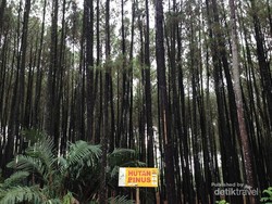 Libur Imlek ke Yogyakarta, Mampir ke Rumah Pohon Pinus Yuk!