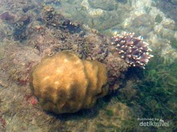 Libur Lebaran ke Anyer, Temui Banyak Terumbu Karang yang Cantik