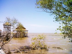 Liburan Beda di Surabaya: Hutan Mangrove Wonorejo