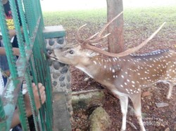 Liburan Bikin Gemas Lihat Rusa Tutul di Monas