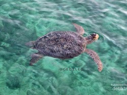 Liburan ke Derawan, Disambut Penyu!