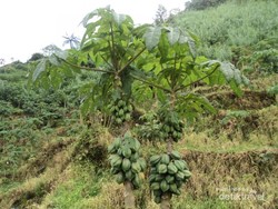 Liburan ke Dieng, Wajib Coba Buah Carica