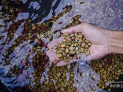 Liburan ke Kulonprogo, Wajib Coba Kopi Lokal yang Satu Ini