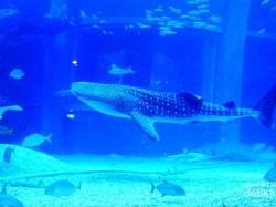 Liburan Keluarga Akhir Tahun ke Osaka, Ini Dia Tempatnya