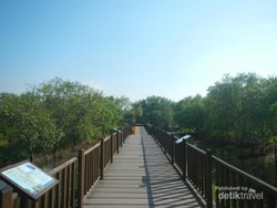 Liburan yang Segar & Seru di Surabaya, Yuk ke Hutan Mangrove!