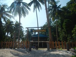 Lihat Tukik Penyu Lucu, Cuma Ada di Pulau Kepayang