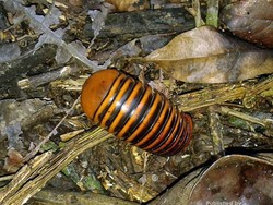 Lipan Raksasa Aneh dari Pedalaman Kutai