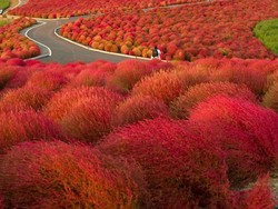 Lucu! Ada Bunga Permen Bonbon di Taman Hitachi