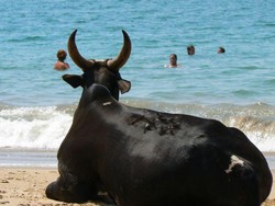 Lucu, Sapi Pun Ikut Asyik Menikmati Pantai Ini!