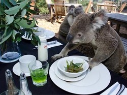 Lucu! Sarapan Bersama Koala di Sydney