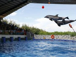 Lucunya Atraksi Lumba-lumba di Batang Dolphins Center, Jateng