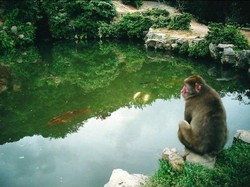 Lucunya Liburan Bersama Monyet di Jepang