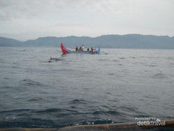 Lumba-Lumba Menawan di Teluk Kiluan