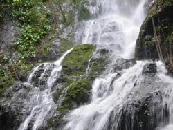 Lutung Emas di TN Bukit Tiga Puluh Riau